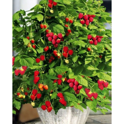 Malina červená, remontantná (Rubus idaeus) 'SWEET SUNSHINE´® Malina červená, remontantná (Rubus idaeus) 'SWEET SUNSHINE´®