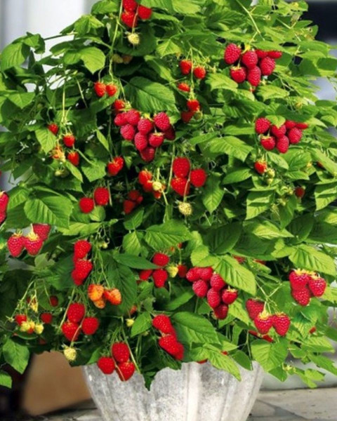 Malina červená, remontantná (Rubus idaeus) 'SWEET SUNSHINE´® Malina červená, remontantná (Rubus idaeus) 'SWEET SUNSHINE´®