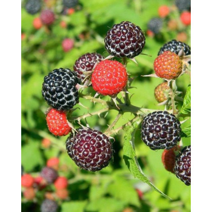 Malina čierna (Rubus idaeus) ´HEBAN´ Malina čierna (Rubus idaeus) ´HEBAN´