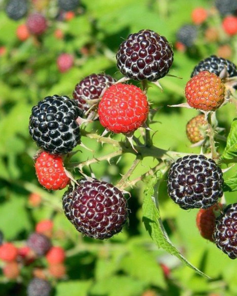 Malina čierna (Rubus idaeus) ´HEBAN´ Malina čierna (Rubus idaeus) ´HEBAN´