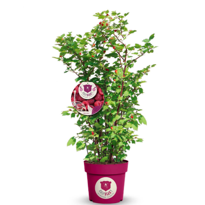 Malina - Malinový medveď (Rubus idaeus x 'Hararasp') ´RASPBEARY´® Malina - Malinový medveď (Rubus idaeus x 'Hararasp') ´RASPBEARY´®