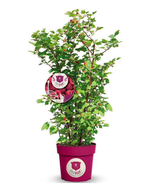 Malina - Malinový medveď (Rubus idaeus x 'Hararasp') ´RASPBEARY´® Malina - Malinový medveď (Rubus idaeus x 'Hararasp') ´RASPBEARY´®