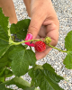 Malina - Malinový medveď (Rubus idaeus x 'Hararasp') ´RASPBEARY´®