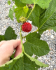 Malina - Malinový medveď (Rubus idaeus x 'Hararasp') ´RASPBEARY´®