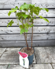 Malina - Malinový medveď (Rubus idaeus x 'Hararasp') ´RASPBEARY´®