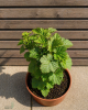 Malina - Malinový medveď (Rubus idaeus x 'Hararasp') ´RASPBEARY´® Malina - Malinový medveď (Rubus idaeus x 'Hararasp') ´RASPBEARY´®