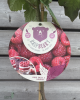 Malina - Malinový medveď (Rubus idaeus x 'Hararasp') ´RASPBEARY´® Malina - Malinový medveď (Rubus idaeus x 'Hararasp') ´RASPBEARY´®