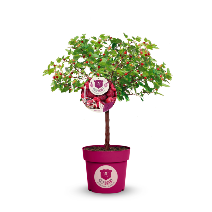 Malina - Malinový medveď (Rubus idaeus x 'Hararasp') ´RASPBEARY´® Malina - Malinový medveď (Rubus idaeus x 'Hararasp') ´RASPBEARY´®
