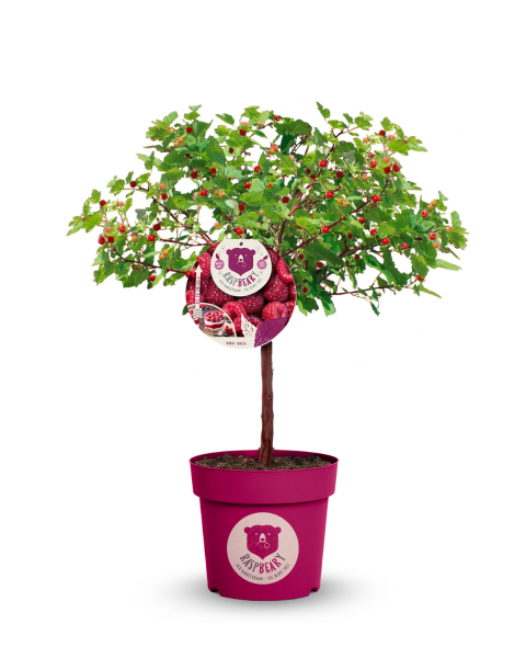 Malina - Malinový medveď (Rubus idaeus x 'Hararasp') ´RASPBEARY´® Malina - Malinový medveď (Rubus idaeus x 'Hararasp') ´RASPBEARY´®