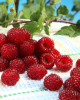 Malina - Malinový medveď (Rubus idaeus x 'Hararasp') ´RASPBEARY´® Malina - Malinový medveď (Rubus idaeus x 'Hararasp') ´RASPBEARY´®