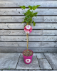 Malina - Malinový medveď (Rubus idaeus x 'Hararasp') ´RASPBEARY´®
