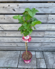 Malina - Malinový medveď (Rubus idaeus x 'Hararasp') ´RASPBEARY´®
