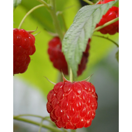 Malina červená, remontantná (Rubus idaeus) ´MEEKER´ Malina červená, remontantná (Rubus idaeus) ´MEEKER´