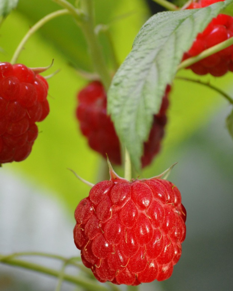 Malina červená, remontantná (Rubus idaeus) ´MEEKER´ Malina červená, remontantná (Rubus idaeus) ´MEEKER´