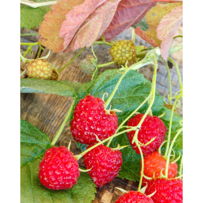 Malina červená, remontantná (Rubus idaeus) ´AUTUMN BLISS´ Malina červená, remontantná (Rubus idaeus) ´AUTUMN BLISS´