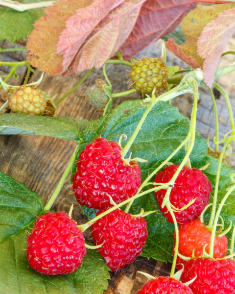 Malina červená, remontantná (Rubus idaeus) ´AUTUMN BLISS´ Malina červená, remontantná (Rubus idaeus) ´AUTUMN BLISS´