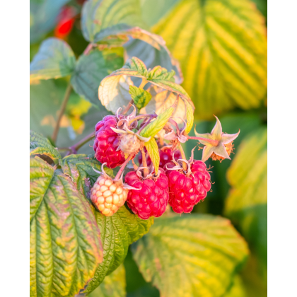 Malina červená (Rubus idaeus) ´WILLAMETTE´ Malina červená (Rubus idaeus) ´WILLAMETTE´