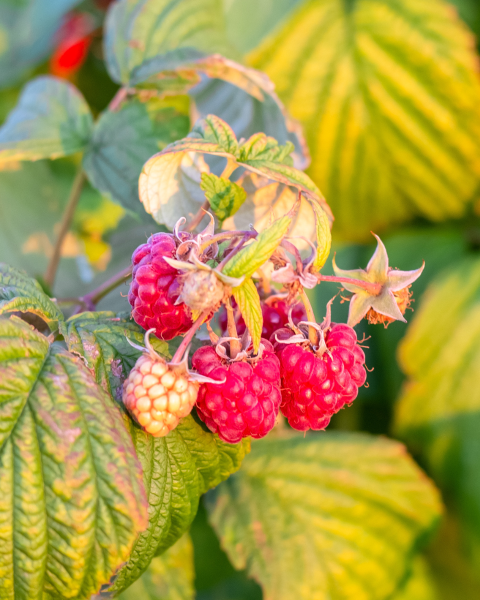 Malina červená (Rubus idaeus) ´WILLAMETTE´ Malina červená (Rubus idaeus) ´WILLAMETTE´