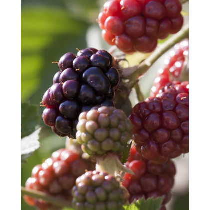 Malinočernica (Rubus fruticosus) ´BUCKINGHAM TAYBERRY´ Malinočernica (Rubus fruticosus) ´BUCKINGHAM TAYBERRY´