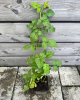 Malinočernica (Rubus fruticosus) ´BUCKINGHAM TAYBERRY´ 