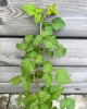 Malinočernica (Rubus fruticosus) ´BUCKINGHAM TAYBERRY´ 