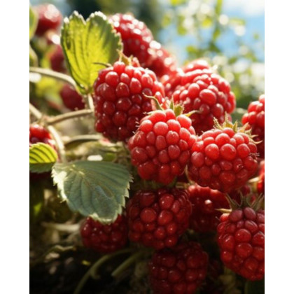 Malinojahoda (Rubus Illecebrosus) Malinojahoda (Rubus Illecebrosus)