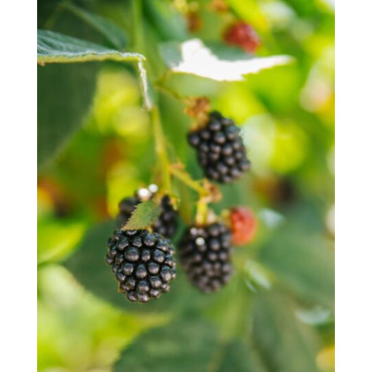 Malina čierna (Rubus idaeus) ´BRISTOL´ 