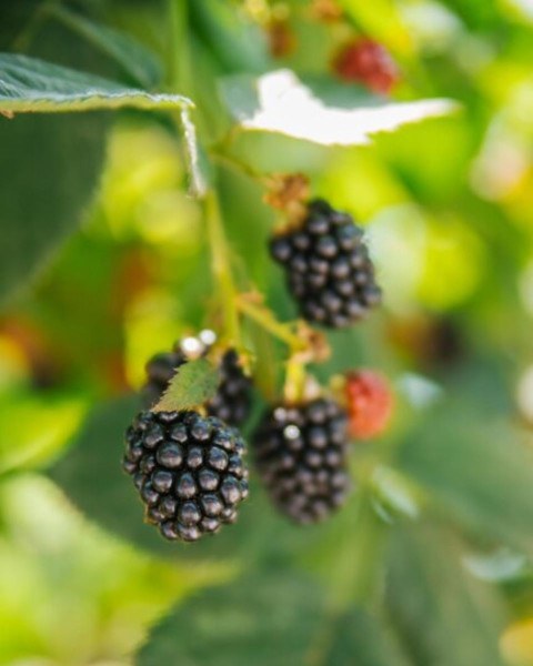 Malina čierna (Rubus idaeus) ´BRISTOL´ Malina čierna (Rubus idaeus) ´BRISTOL´