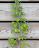 Malina čierna (Rubus idaeus) ´BRISTOL´ Malina čierna (Rubus idaeus) ´BRISTOL´