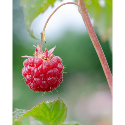 Malina červená (Rubus idaeus) ´DELNIWA´ 
