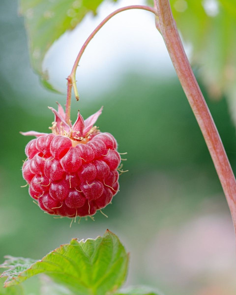 Malina červená (Rubus idaeus) ´DELNIWA´ Malina červená (Rubus idaeus) ´DELNIWA´