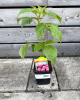 Malina červená (Rubus idaeus) ´DELNIWA´ 