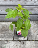 Malina červená (Rubus idaeus) ´DELNIWA´ 
