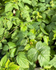 Malina červená (Rubus idaeus) ´DELNIWA´ 