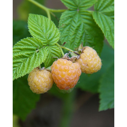 Malina žltá (Rubus idaeus) 'GOLDEN QUEEN' ®