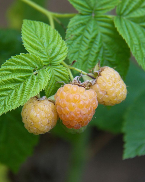 Malina žltá (Rubus idaeus) 'GOLDEN QUEEN' ® Malina žltá (Rubus idaeus) 'GOLDEN QUEEN' ®