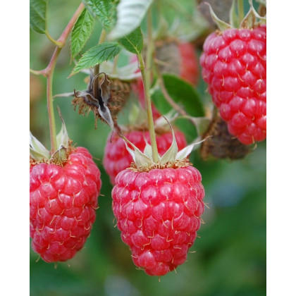 Malina červená, stálorodiaca (Rubus idaeus) ´POĽANA´ Malina červená, stálorodiaca (Rubus idaeus) ´POĽANA´