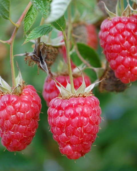 Malina červená, stálorodiaca (Rubus idaeus) ´POĽANA´ Malina červená, stálorodiaca (Rubus idaeus) ´POĽANA´