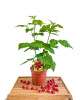Malina červená (Rubus idaeus) ´DELNIWA´ 