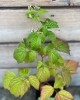 Malina červená (Rubus idaeus) ´POLKA´ Malina červená (Rubus idaeus) ´POLKA´