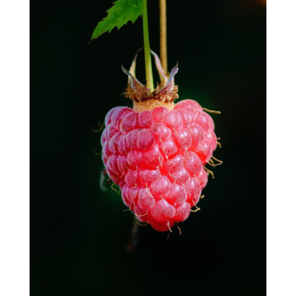 Malina červená (Rubus idaeus) ´POLKA´ 