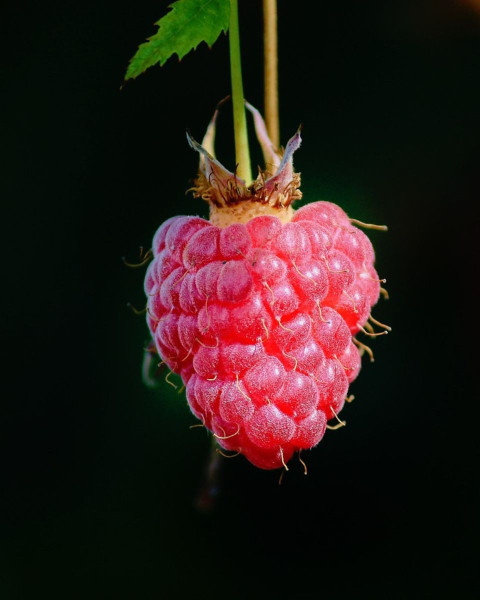 Malina červená (Rubus idaeus) ´POLKA´ Malina červená (Rubus idaeus) ´POLKA´
