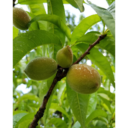Mandľa obyčajná (Amygdalus communis) ´SANTA CATERINA´ Mandľa obyčajná (Amygdalus communis) ´SANTA CATERINA´