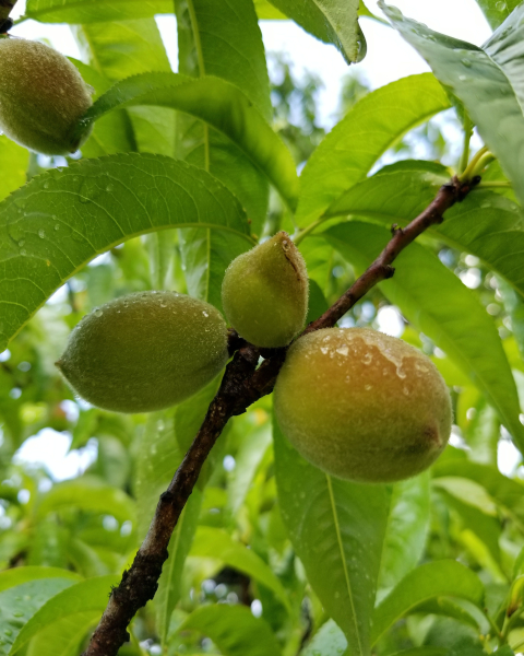 Mandľa obyčajná (Amygdalus communis) ´SANTA CATERINA´ Mandľa obyčajná (Amygdalus communis) ´SANTA CATERINA´