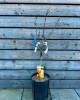 Nízkokmenná marhuľa stĺpovitá (Prunus armeniaca) ´APRIGOLD´