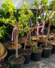 Mini marhuľa nízkokmenná (Prunus armeniaca) ´APRIGOLD´®