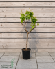 Mini marhuľa nízkokmenná (Prunus armeniaca) ´APRIGOLD´® Mini marhuľa nízkokmenná (Prunus armeniaca) ´APRIGOLD´®