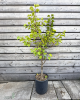 Mini marhuľa nízkokmenná (Prunus armeniaca nanum) ´BASHFUL´®