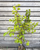 Mini marhuľa nízkokmenná (Prunus armeniaca nanum) ´BASHFUL´®