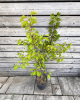 Mini marhuľa nízkokmenná (Prunus armeniaca nanum) ´BASHFUL´®